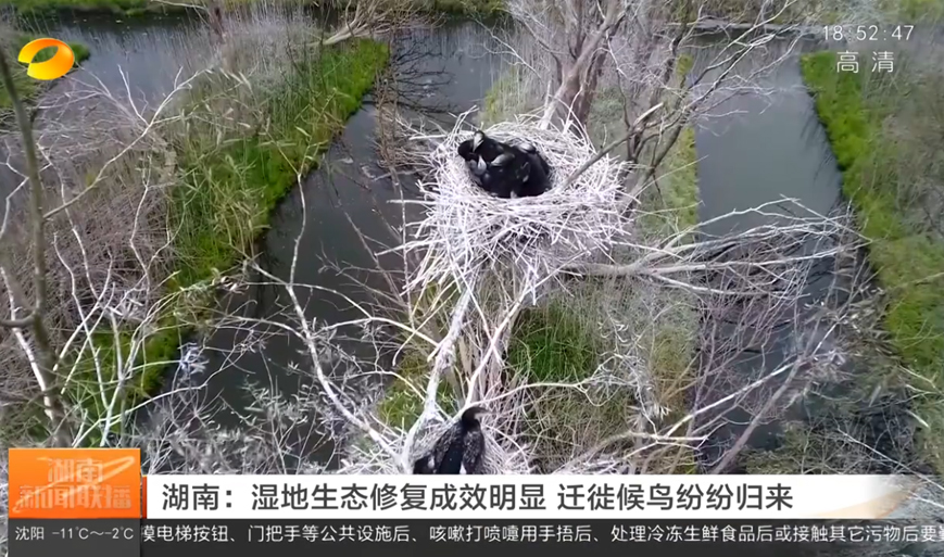 湖南：濕地生態修復成效明顯 遷徙候鳥紛紛歸來